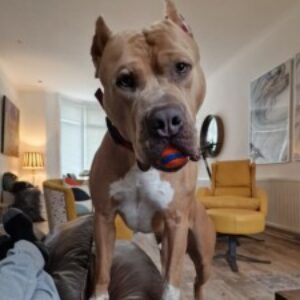 Profile photo of Gusto