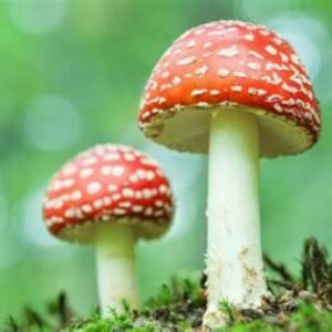 Group logo of 🌿 Welcome to the Mushroom Identification & Foraging Group! 🍄 🌿